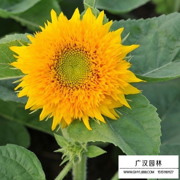 迷你向日葵种子(图3)