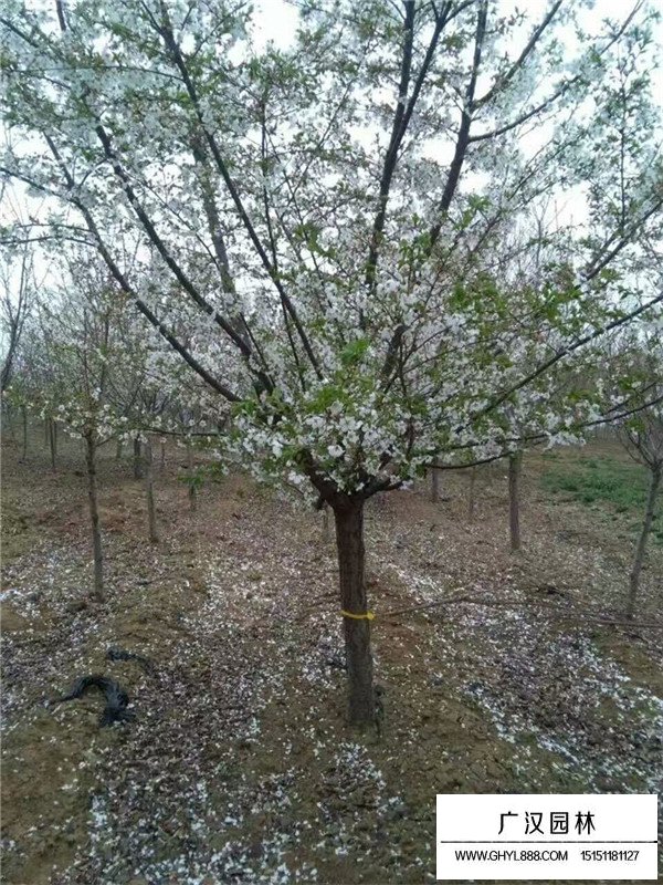 樱花的几大种类(图3)