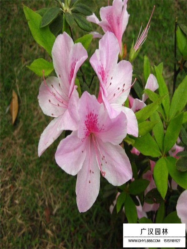 夏鹃的种植技术(图2)