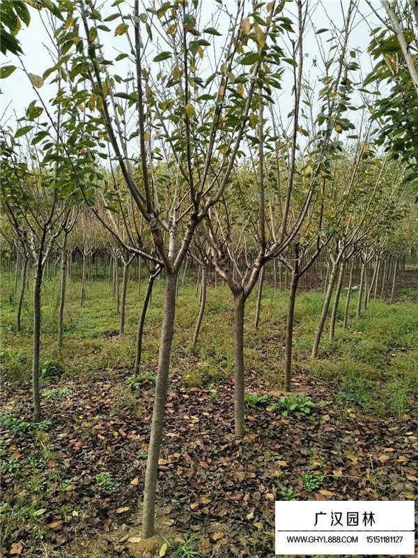 樱花是什么植物？(图1)
