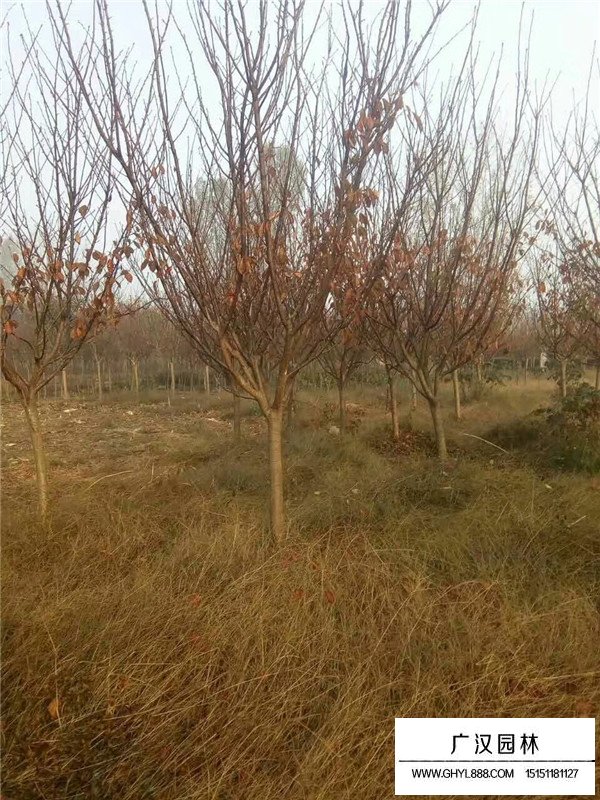 樱花是什么植物？(图4)