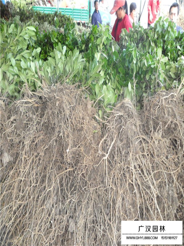 海桐的种植小苗(图2)