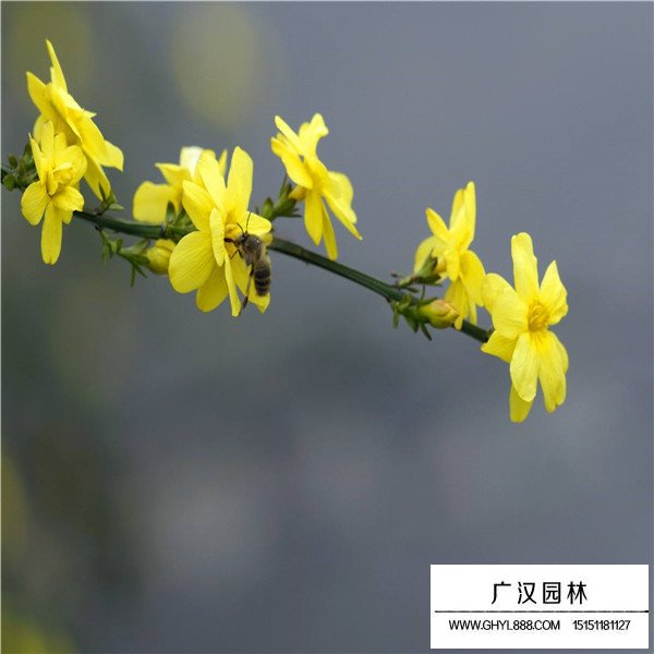 迎春花的产地(图1)