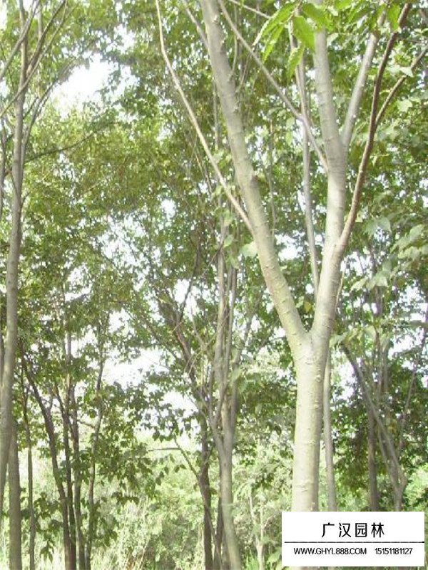 朴树的生长环境(图2)