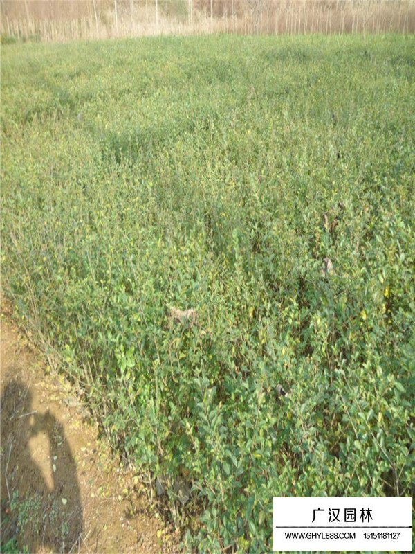 水蜡苗的种植经验(图1)