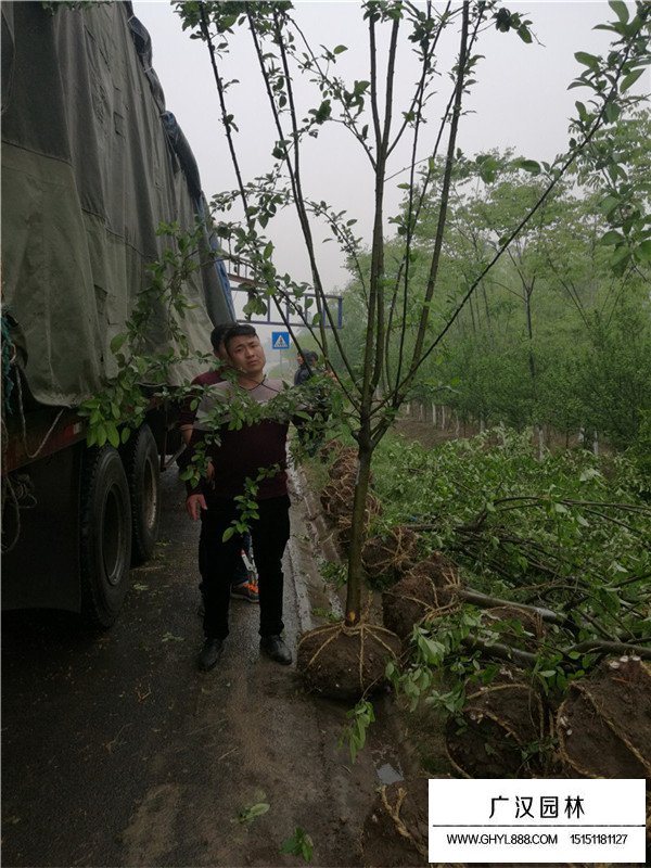 西府海棠不同地径的价格(图1)