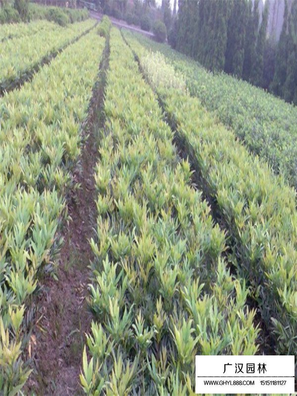 十大功劳是什么植物？(图3)