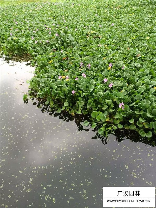 水葫芦的种子繁殖培育(图2)