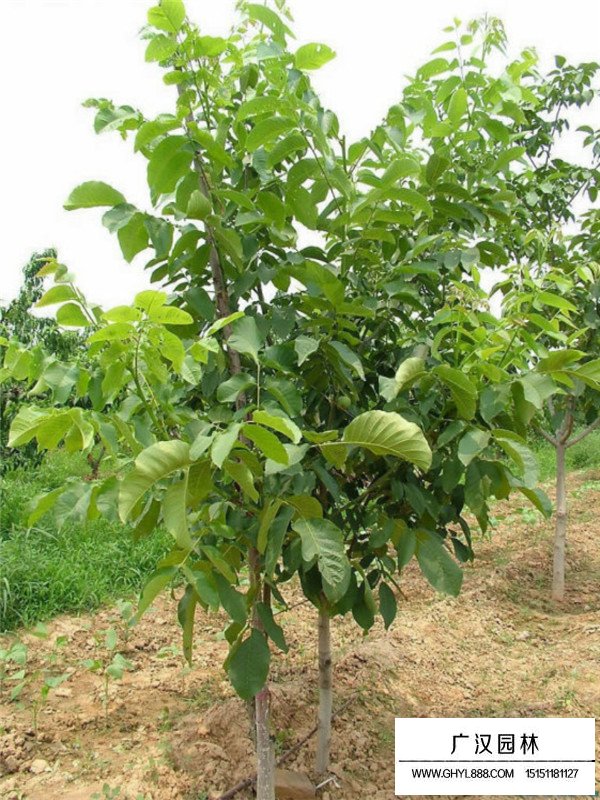 桃树苗的种植技术(图1)