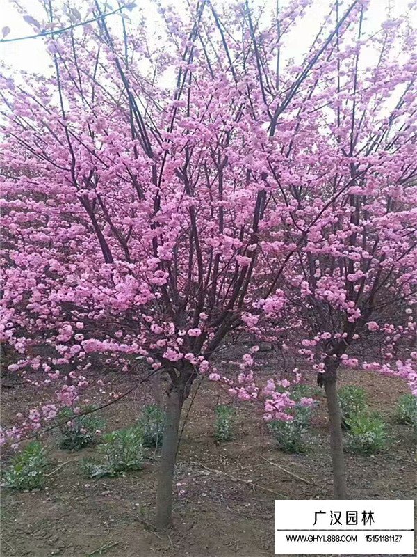 不同地径榆叶梅的价格(图1)