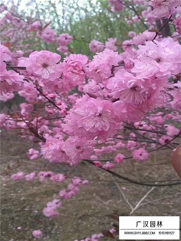 不同地径榆叶梅的价格(图2)