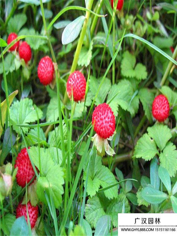 蛇莓是否适合种植在小区