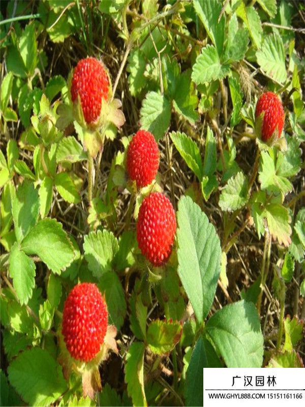蛇莓 (5).jpg