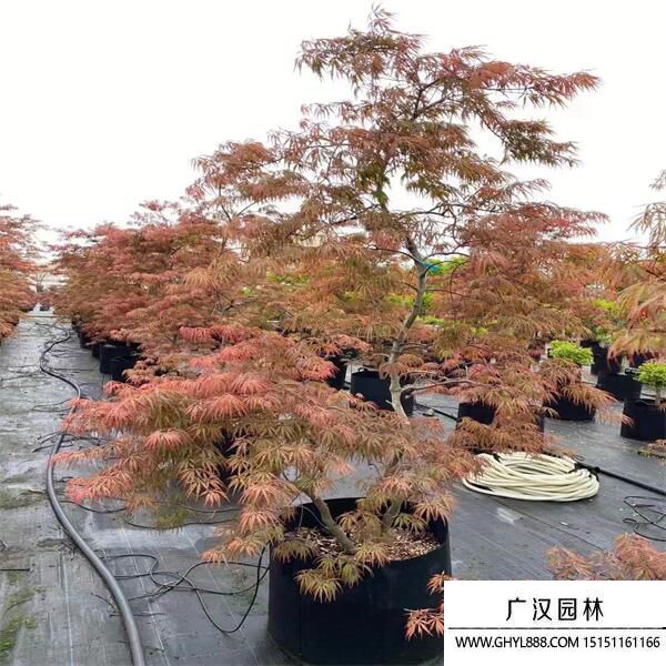 日本羽毛枫树适合北方种植吗