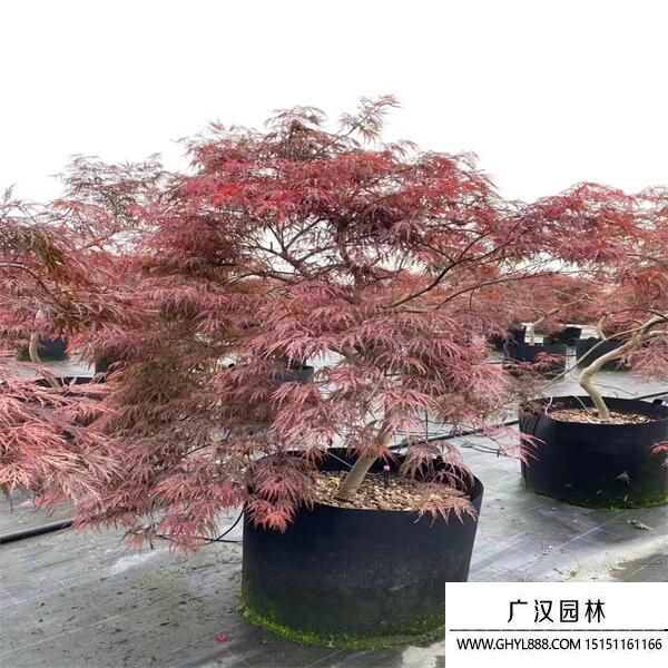 日本羽毛枫有哪些品种