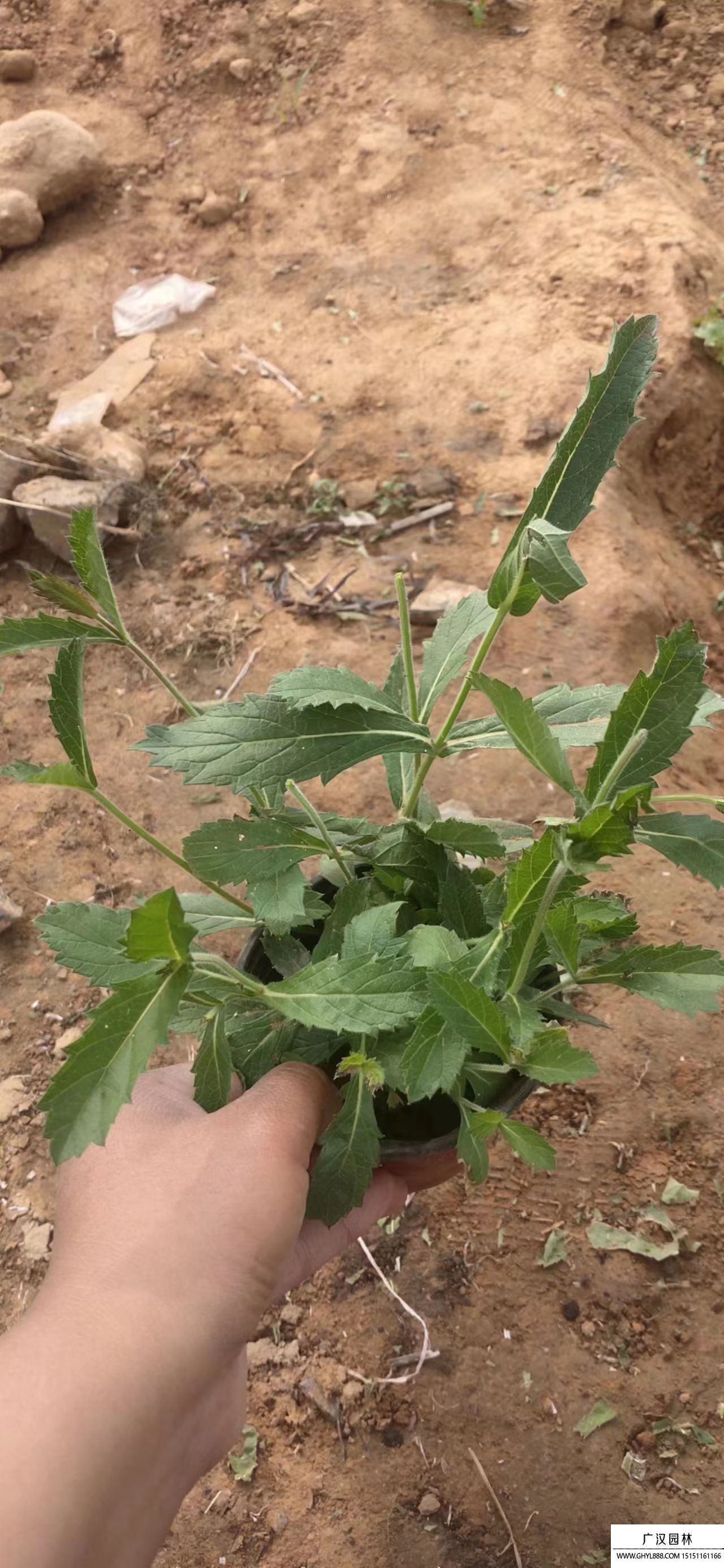 马鞭梢药用价值图片