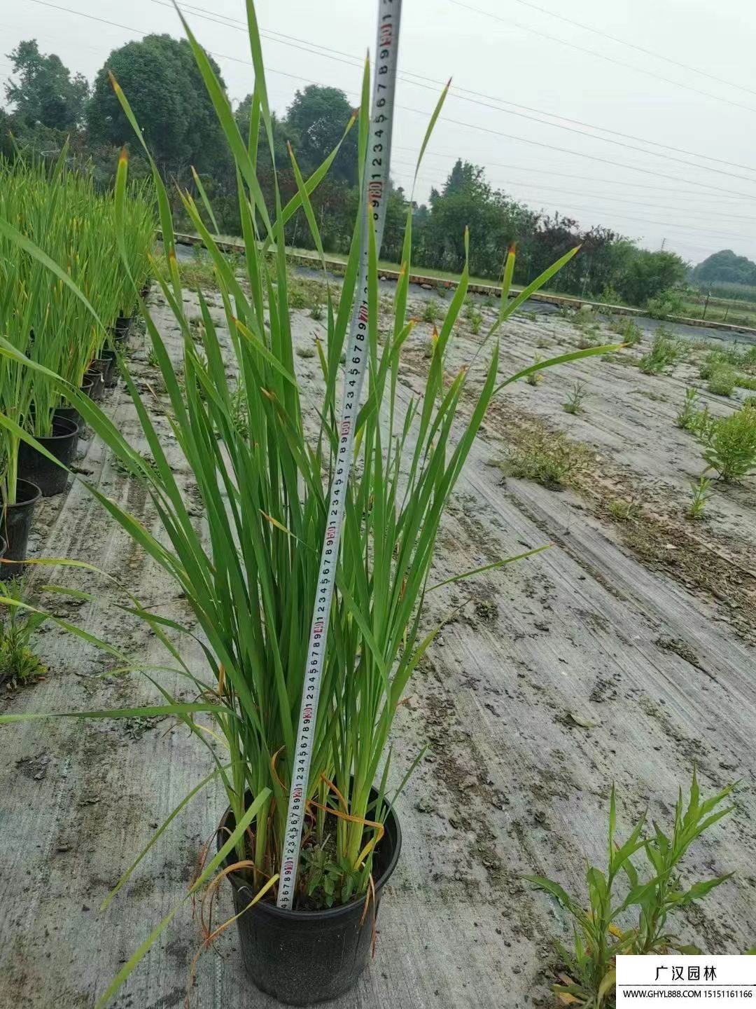 矮蒲苇是常绿植物还是落叶植物