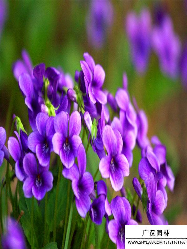 紫花地丁3.jpg