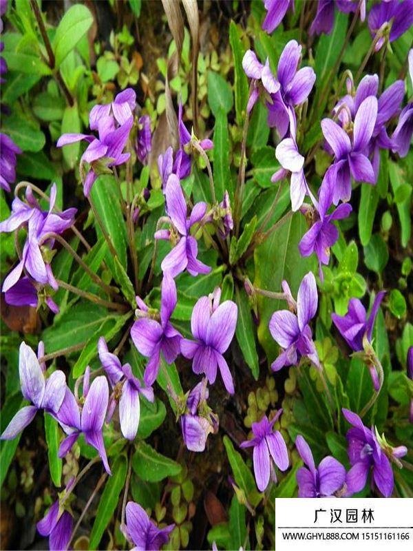 紫花地丁2.jpg
