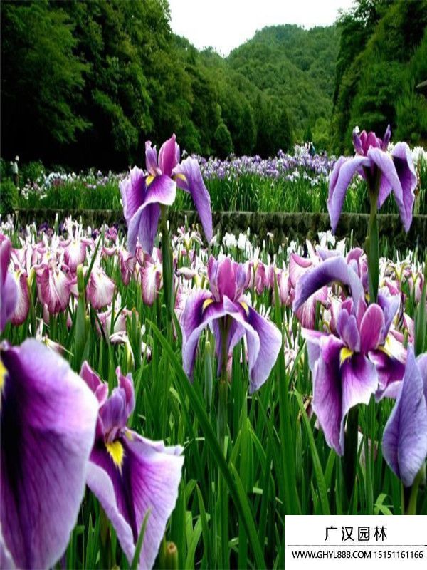 紫花鸢尾. (1).jpg