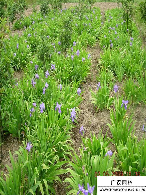 紫花鸢尾. (2).jpg