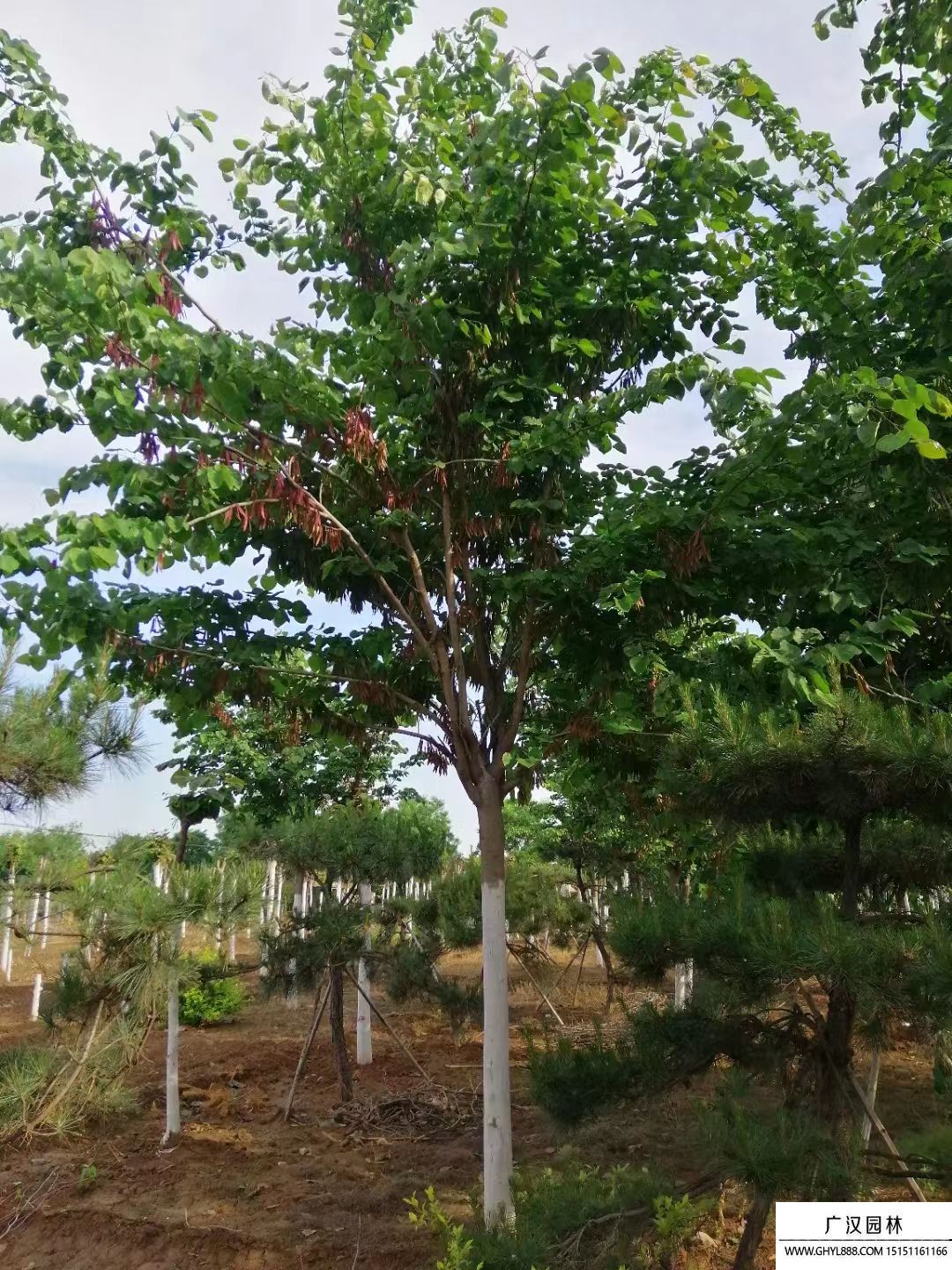 巨紫荆  (14).jpg