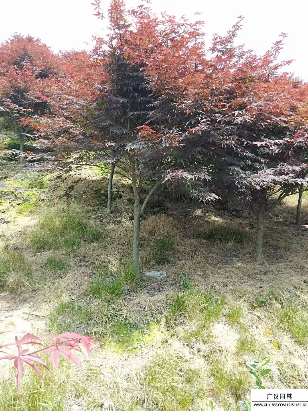 红枫 (16).jpg