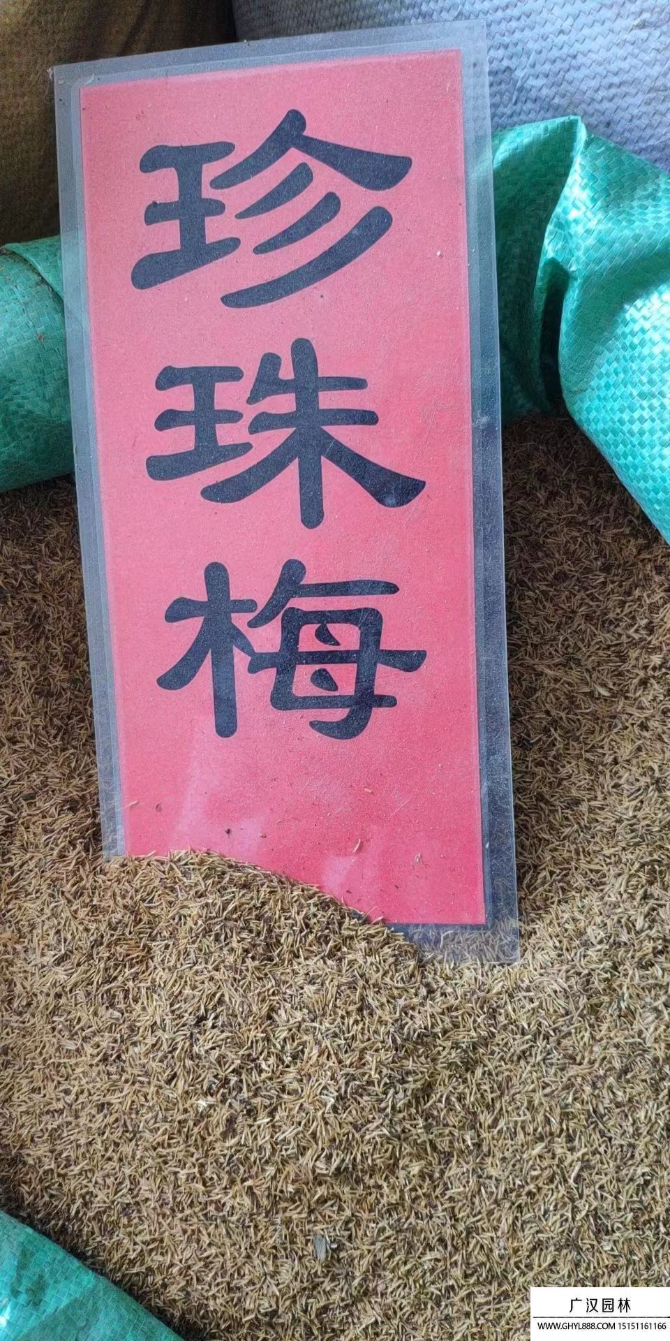 珍珠梅种子