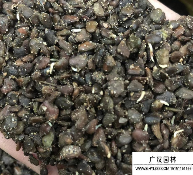 黄栌种子
