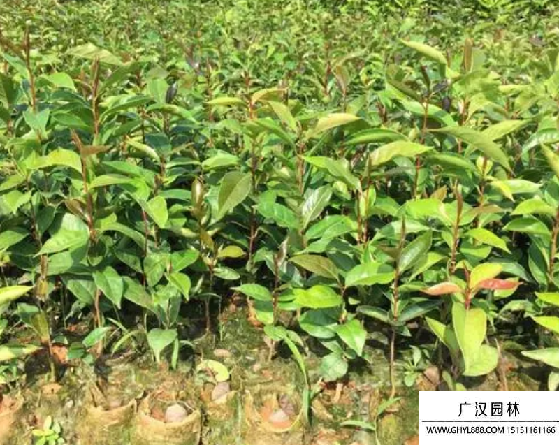 红花油茶