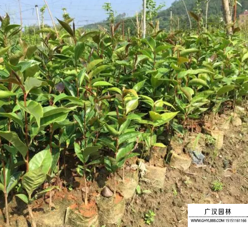 红花油茶