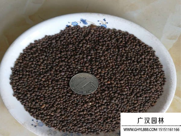 凤仙花种子