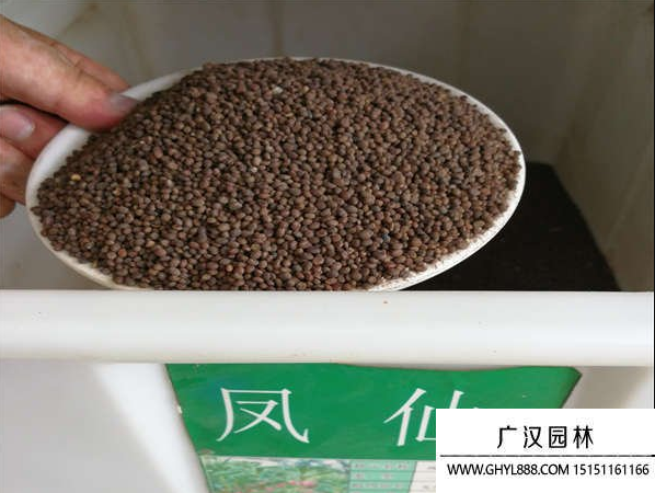 凤仙花种子