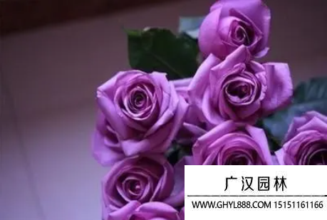 紫玫瑰花