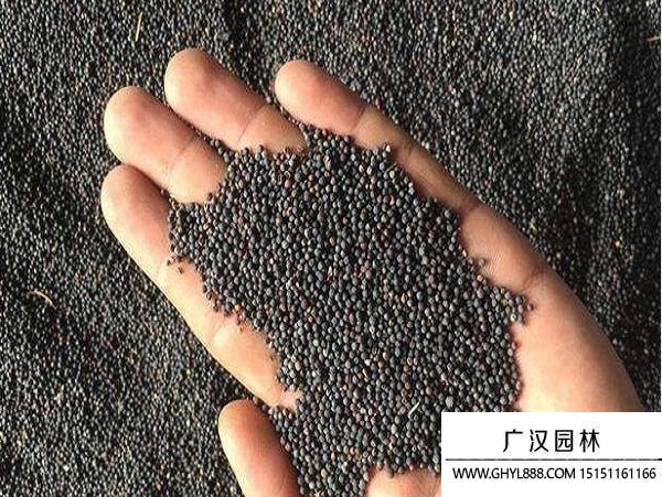 油菜种子