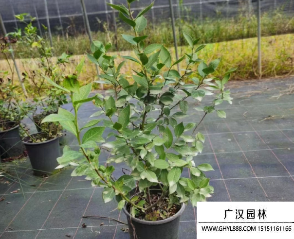 蓝莓小苗