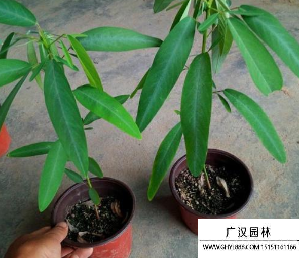 跳舞草