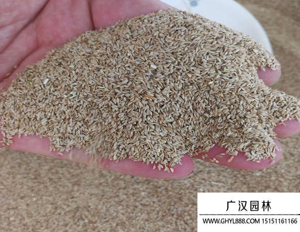 狗牙根种子