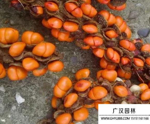玉兰种子