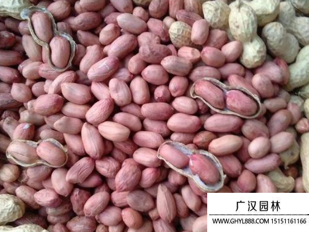 花盛种子