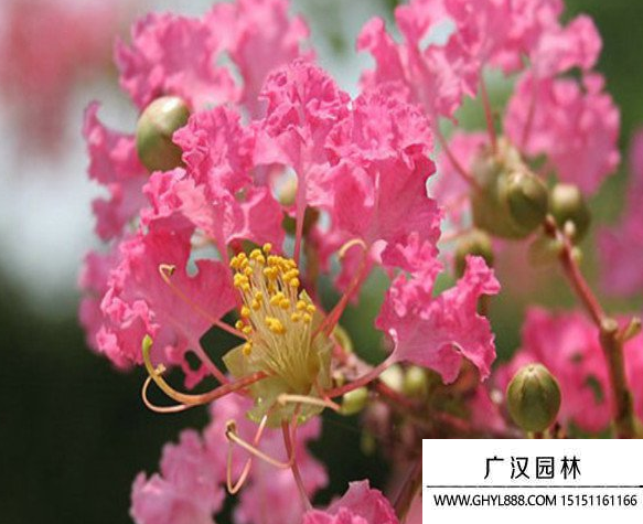 矮紫薇
