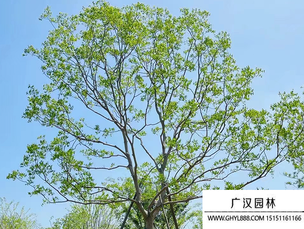 乌桕