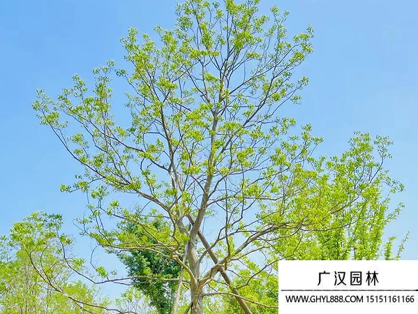 乌桕