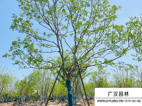 乌桕种子