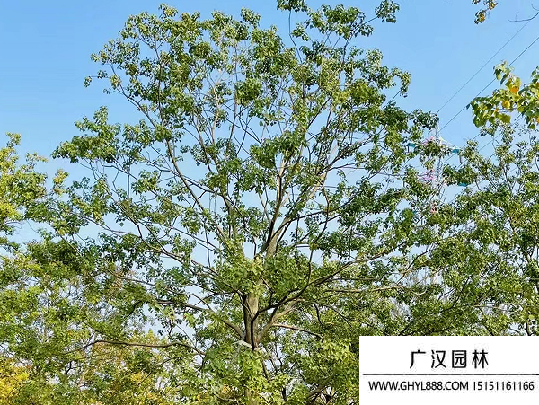 乌桕种子