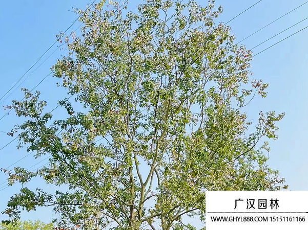乌桕种子