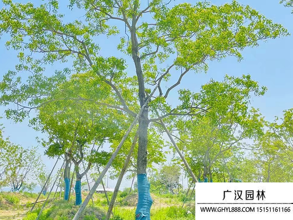 乌桕种子
