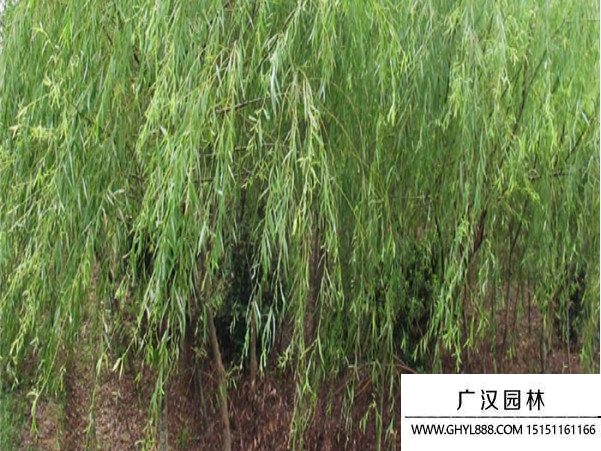 速生杨