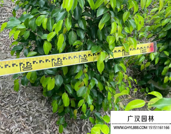 垂榕