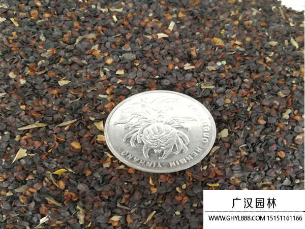 五彩石竹种子